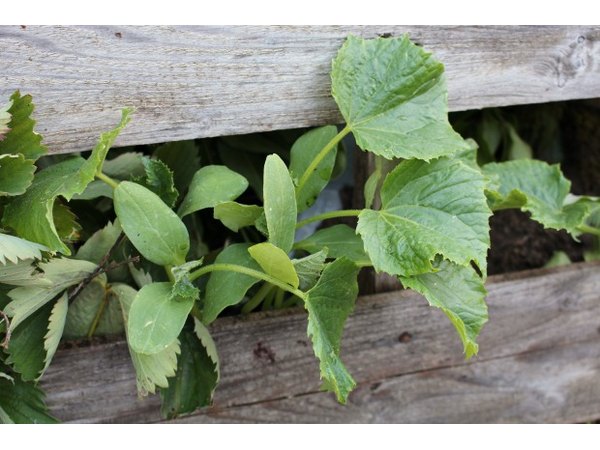 Cucumber plants will thrive in a raised bed like this one.