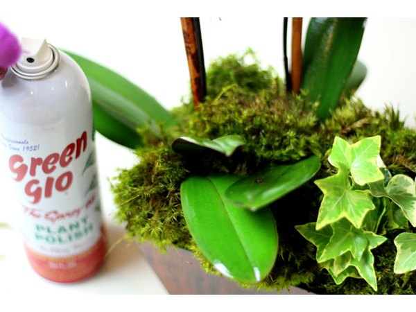 Spray the leaves with polish