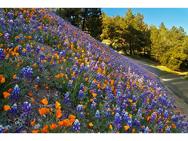 Native plants may go dormant in summer without an occasional sprinkle.
