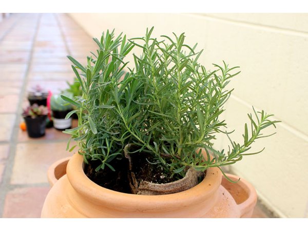 Place herbs at the top