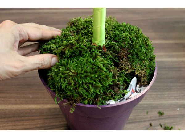 Cover newspapers with moss