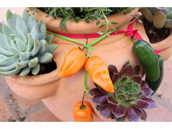 Decorate the pot with the peppers