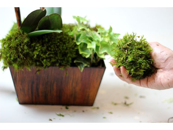 Stuff moss in the container