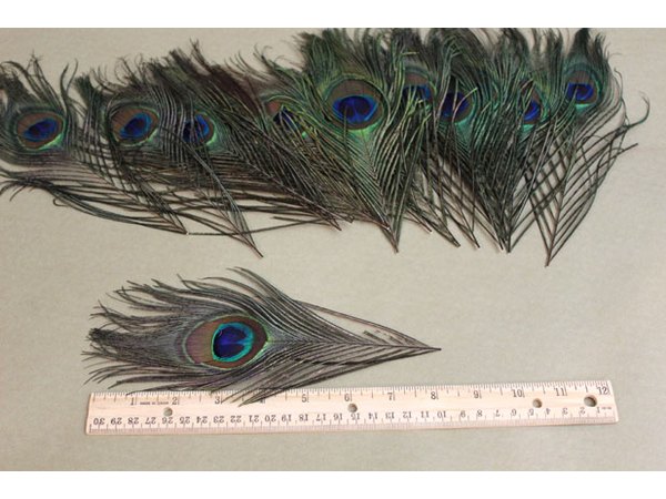 Cut peacock feathers to 8 inches.