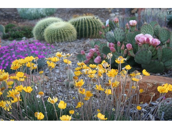 Succulents add texture and visual interest.