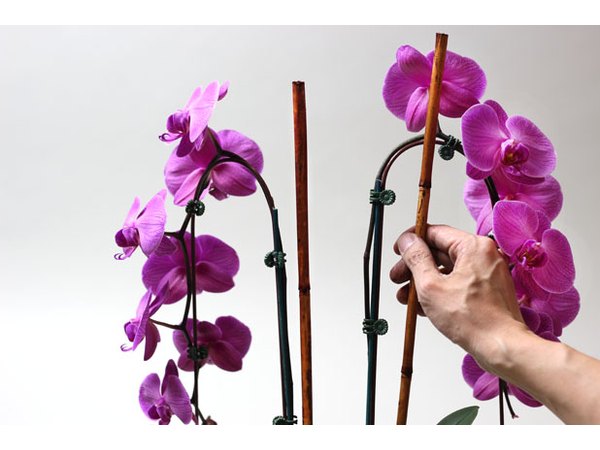 Replace the stakes with branches