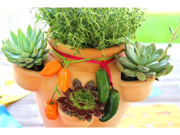 Caring for the herb and succulent garden