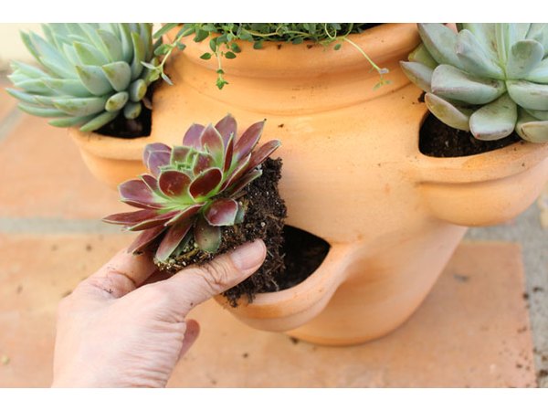 Transplant succulents in the pockets