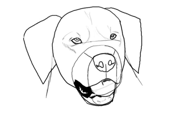 How to Draw a Golden Retriever Face (with Pictures) | eHow