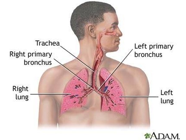 Normal Respiratory System