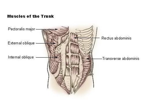 IIlustration of abdominal and oblique (waist) muscles