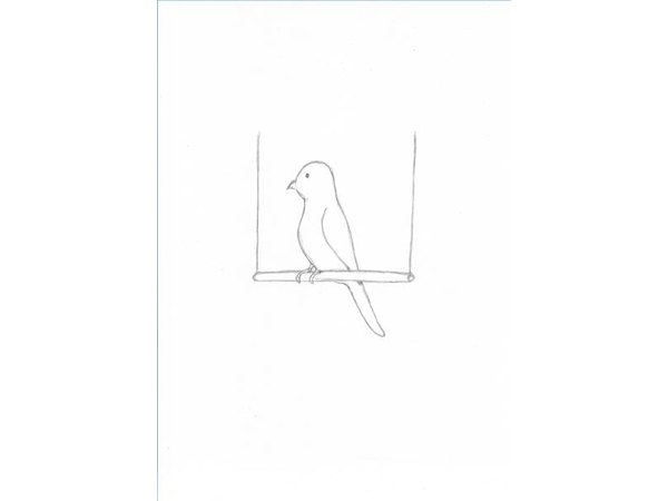 Drawing the parakeet