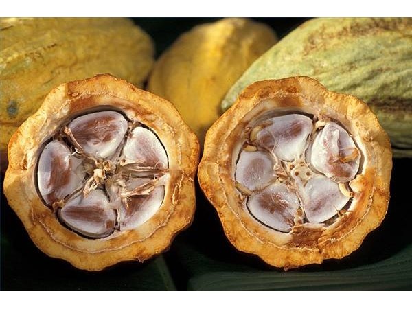 Cacao pod