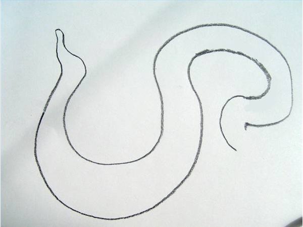 Draw the body of the diamondback rattlesnake.