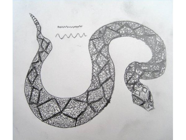 Draw the scales on the diamondback rattlesnake.