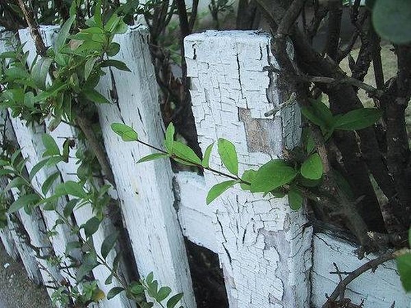 white picket fence