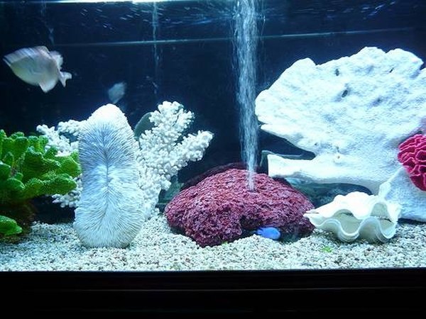 Fish tank