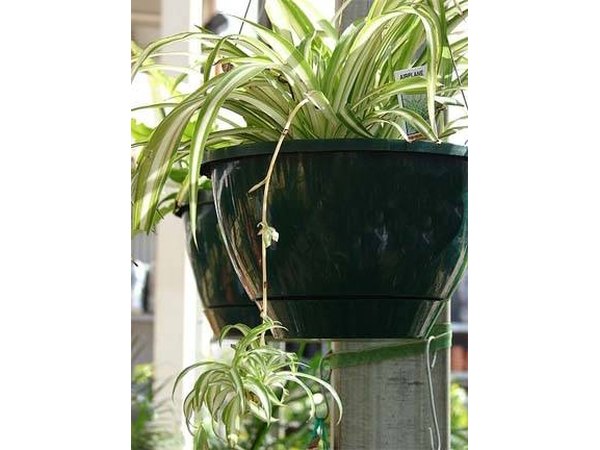 Spider plant with baby offshoot