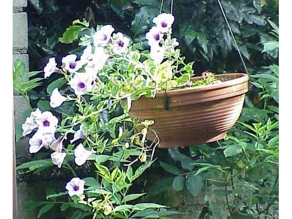 Petunias