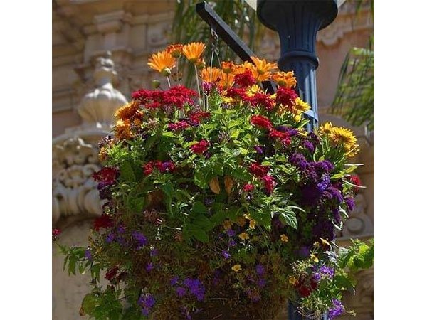 Mixed flowers