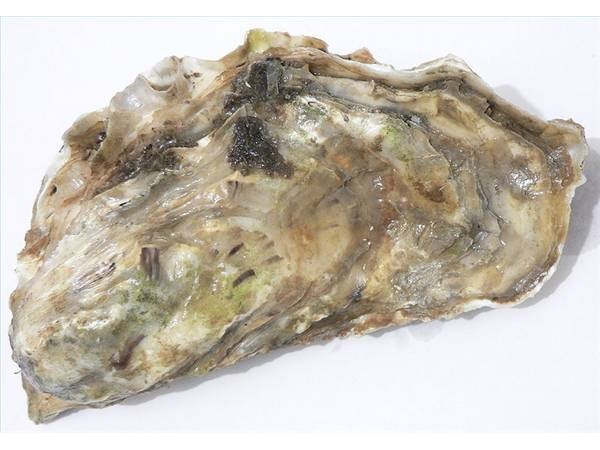 Oyster from Marennes-Oléron, France, David Monniaux, 01/06, Wikicommon