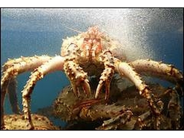 Alaska King Crab, PiscesDreamer, Vancouver, 12/07, Flickrcommons