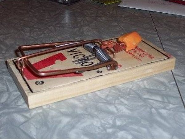 Baited rat trap