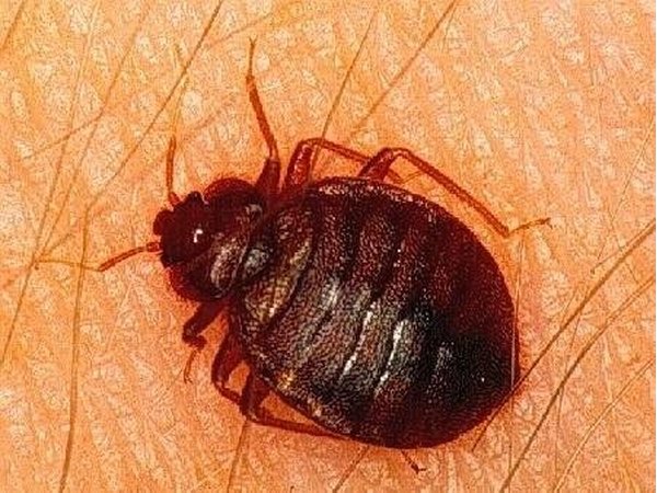 Bedbug