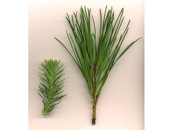 Pine tree needle variations / Photo: Wikimedia Commons