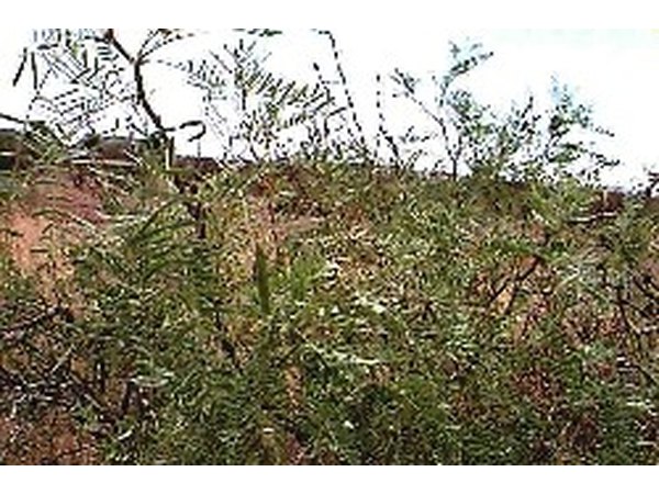 A mesquite tree is a phreatophyte.