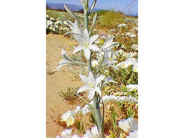 A desert lily is a perennial.