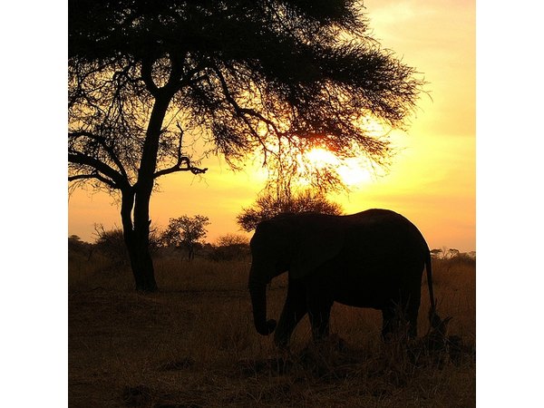 View an African sunset with your own eyes.