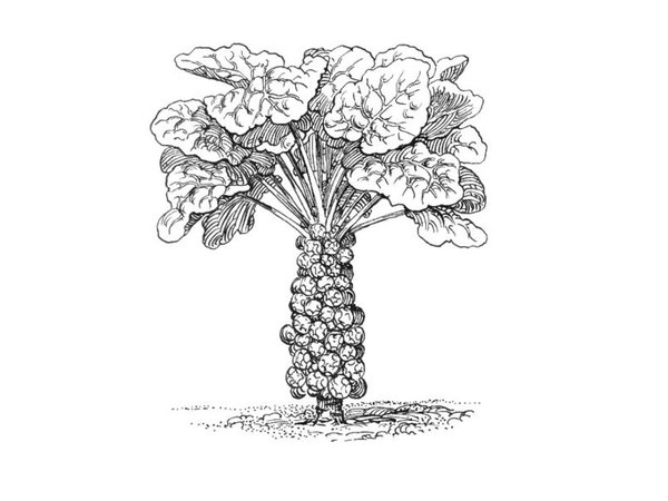 Brussels sprouts