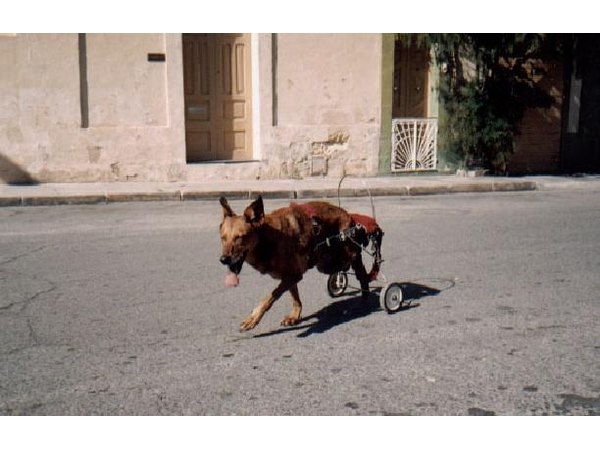 A paralyzed dog