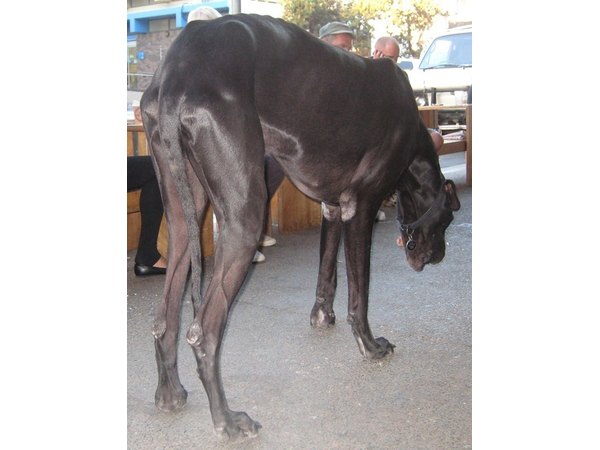 Large dogs are prone to Ischemic Myelopathy