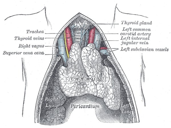 Thymus Gland Functions