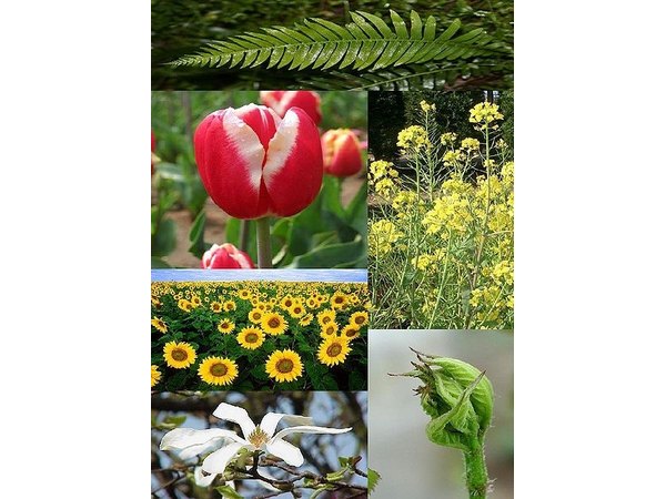How Long Does it Take a Plant to Grow?