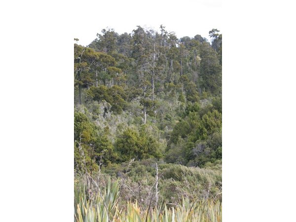 Tropical rainforests have distinct layers.
