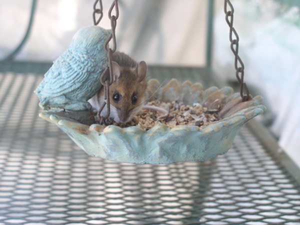 The majority of a field mouses's diet is seeds.