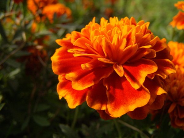 Versatile marigolds dress up the summer garden.