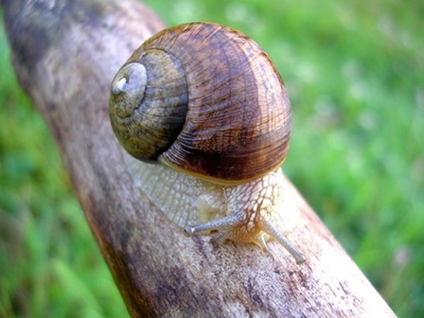 The field mouse eats small invertebrates like snails and slugs.