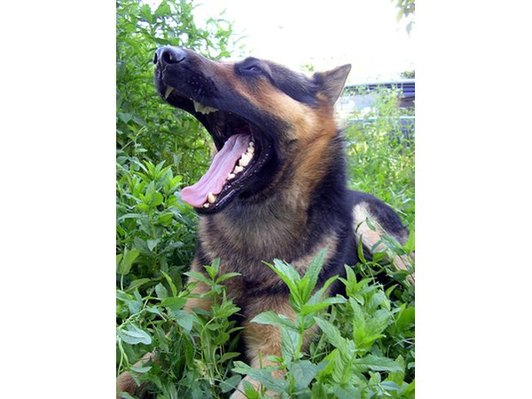 A rabies titer might not accurately represent your dog's level of protection to rabies virus.