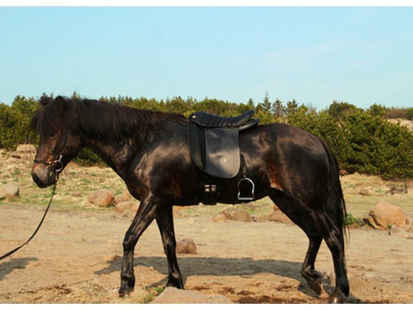 Stepping on a rock and bruising the sole can cause an abscess.