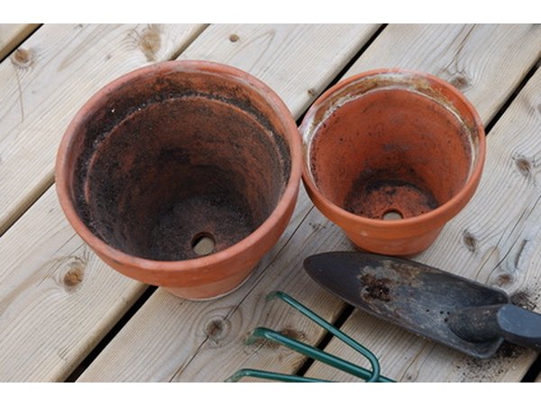 Larger pots hold more than one iris.