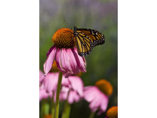 Butterflies love coneflowers.