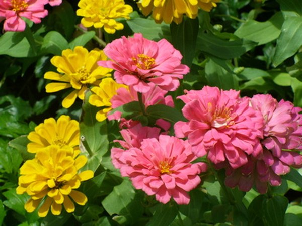 Plant zinnia seeds in May.