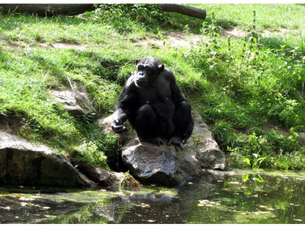 Strength is a necessity to chimpanzees in the wild.