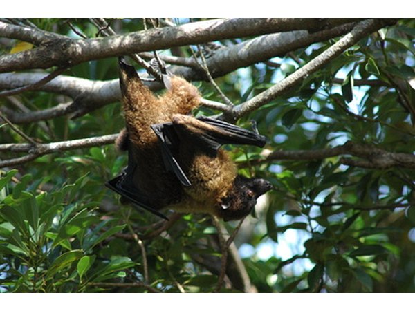 Bat guano can be used in home gardening as a natural fertilizer.