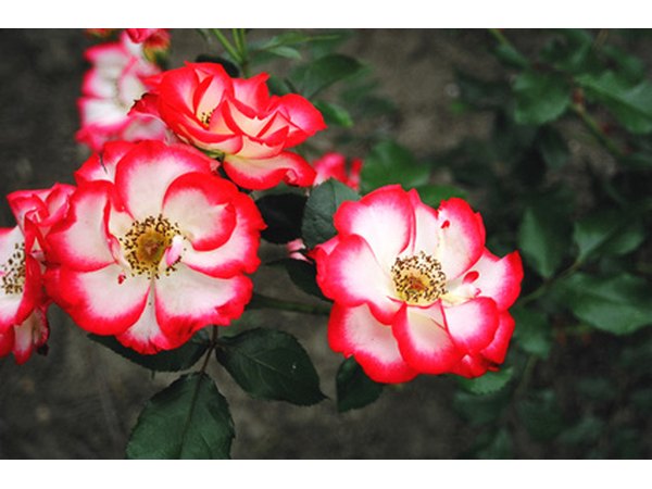 Red and white impatiens fit into a patriotic barrel garden.
