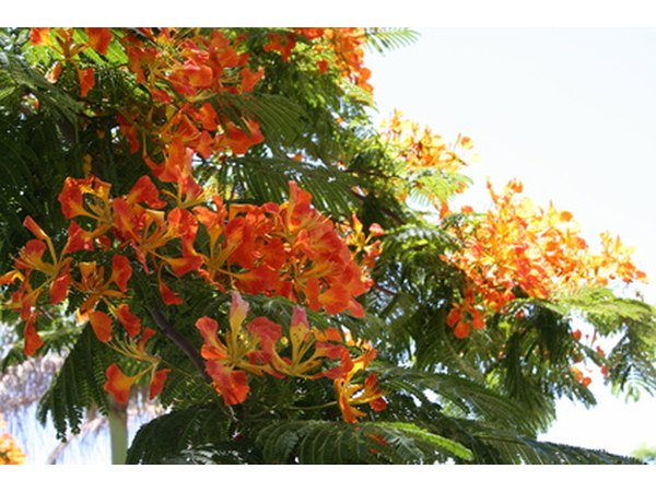 Acacia is cultivated for its hardwood and beauty.